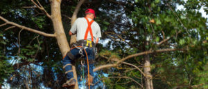 tree surgery Pontypridd