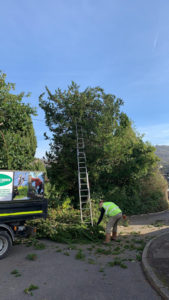 tree surgery South Wales