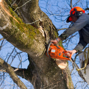 tree surgery Surrey