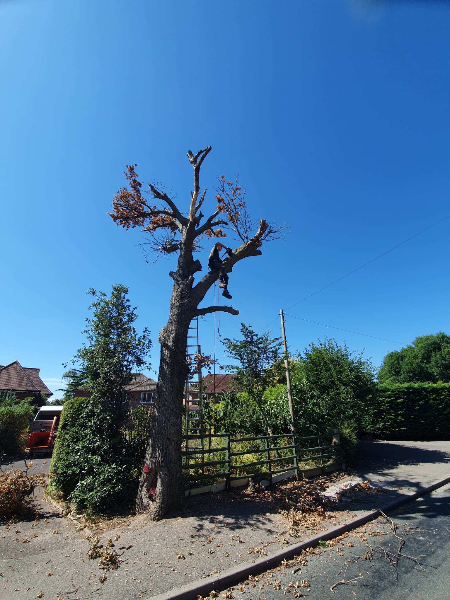 tree surgery Bagshot