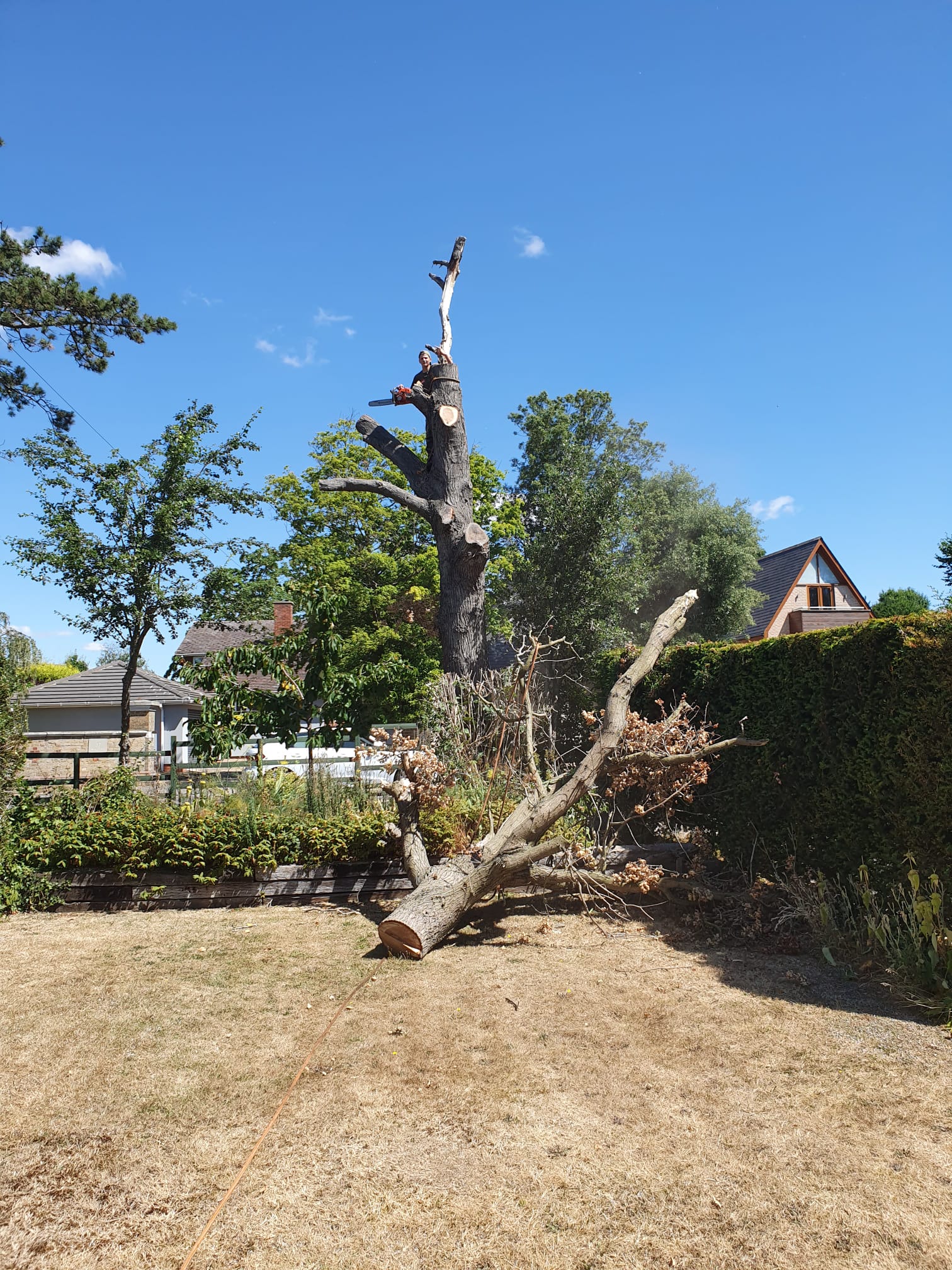 tree surgery Bagshot