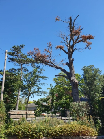 tree surgery Bagshot