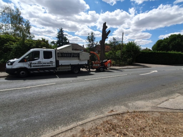 tree surgery Bagshot