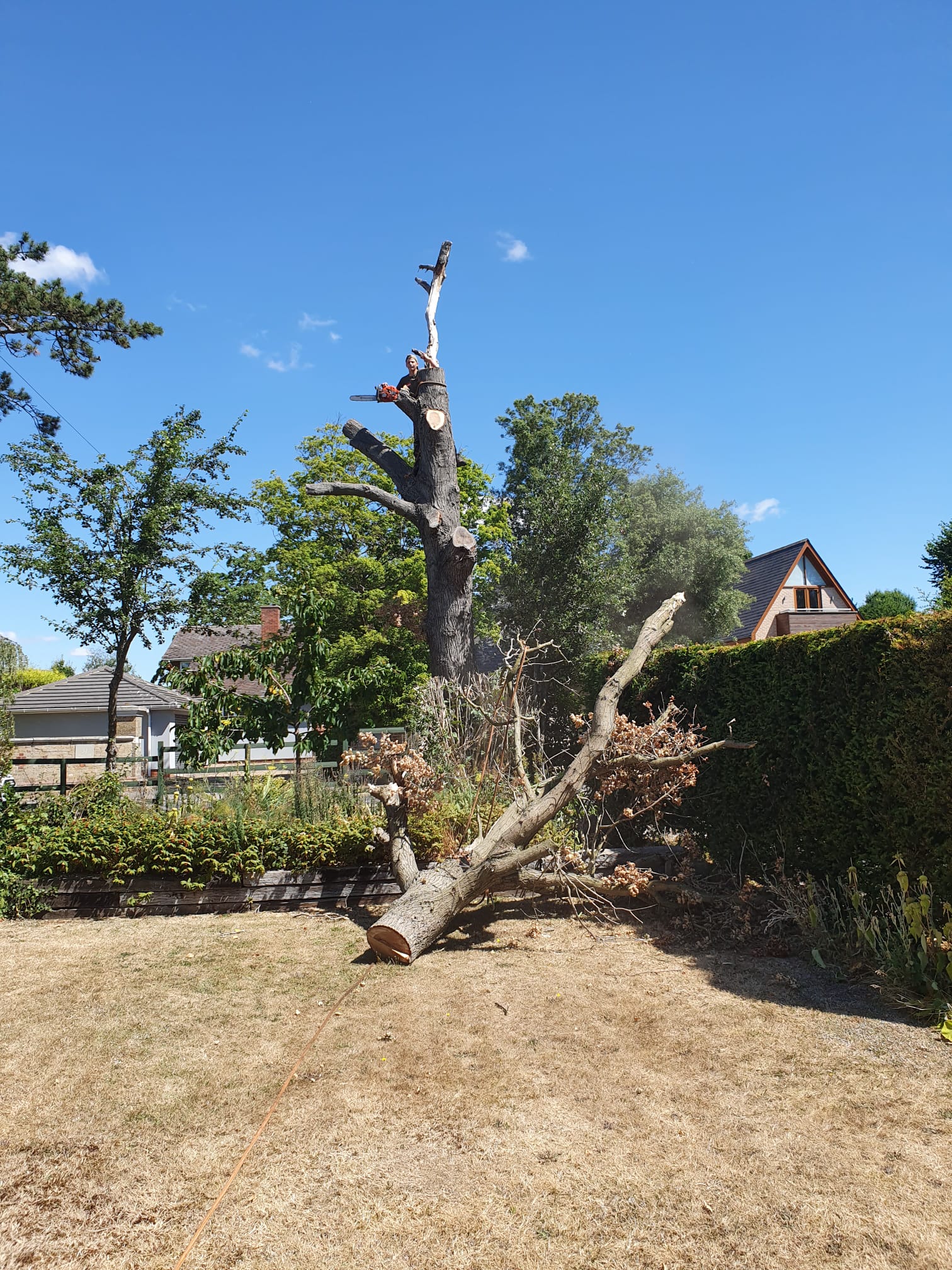 tree surgery Bagshot