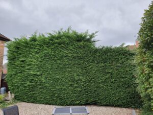 hedge cutting sandhurst