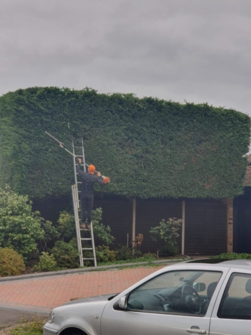hedge cutting sandhurst