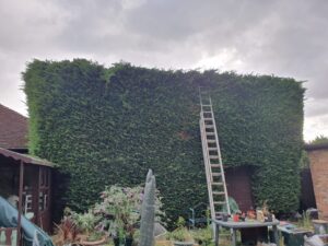 hedge cutting sandhurst