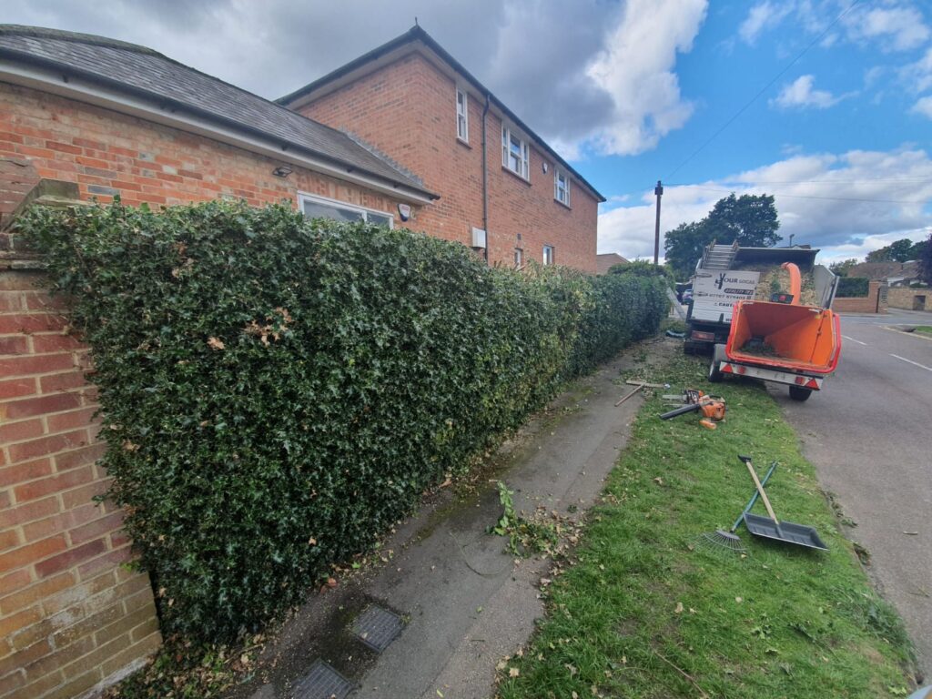 hedge trimming lightwater